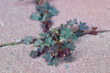 Clover leaves growing everywhere