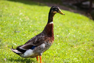 Ente in der Natur im Gras