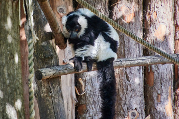Black and White Ruffed Lemur