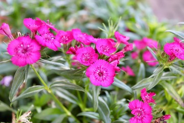 pink flowers in autumn