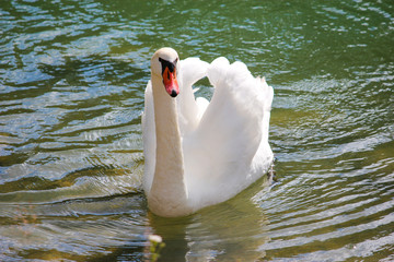 Schwan schwimmt im Wasser
