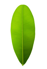 Green leaf with pinnately  parallel  venation pattern