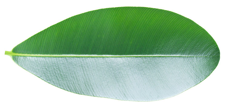 Green leaf with pinnately  parallel  venation pattern
