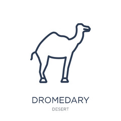 Dromedary icon. Trendy flat vector Dromedary icon on white background from Desert collection