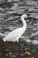 Obraz premium Snowy Egret in the ocean