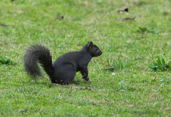 Fototapeta premium Black Eastern Grey Squirrel