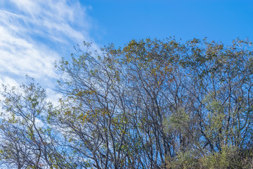 Obraz na płótnie Canvas Isolated fall tree and blue sky for copy text