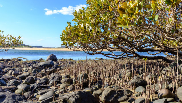 Australian Grey Mangrove (Avicennia marina) tree, on rocky beach, mangroves provide natural Tsunami protection and carbon capture, Australia, NSW