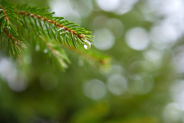 Fototapeta na wymiar Raindrop on pine needle. Сlose-up of water drop after rain. Rainy weather.