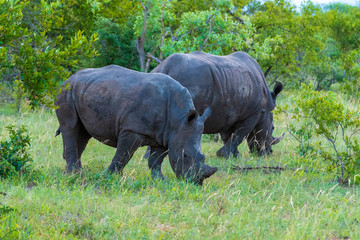 Fototapeta premium White Rhino in Welgevonden Game Reserve