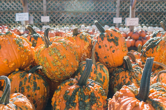 A display of warty heirloom pumpkins at a market stand.