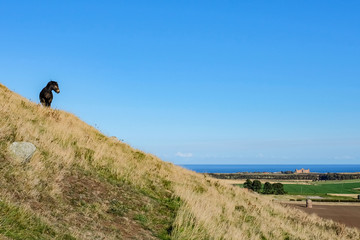 Obraz premium A native Scottish pony, on side of North Berwick Law, crag and tail hill, views to Tantallon Castle and Firth of Forth, North Berwick, Scotland, UK