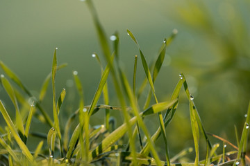 Beads of Dew