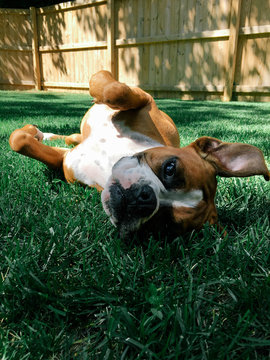 Young Boxer puppy dog