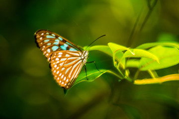 Liuchiou Blue Spotted Milkweed Butterfly