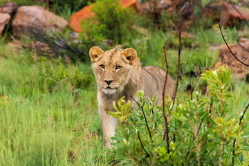 Fototapeta na wymiar Lion in Welgevonden Game Reserve