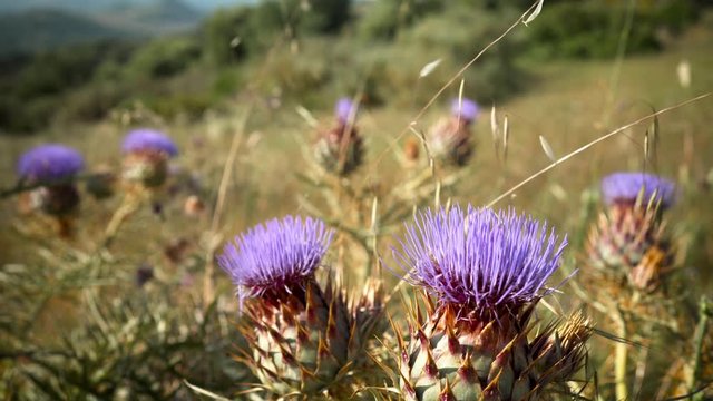 Wild Thistle with Purple Flowers surrounded by Wild Vegetation moved by a Soft Breeze