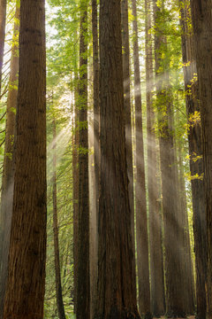 California Redwoods