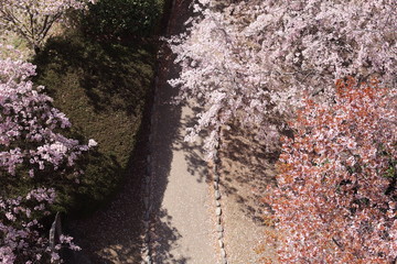 上空からの桜