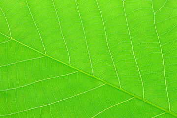 close up on green leaves texture with leaf vein