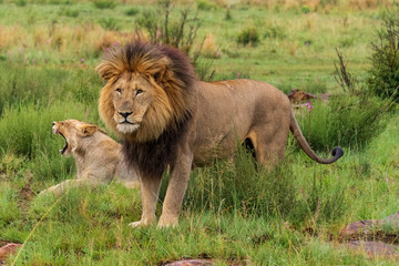 Obraz na płótnie Canvas Lion in Welgevonden Game Reserve