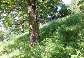 Fototapeta na wymiar Summer landscape with oak tree. Old oak and high green grass
