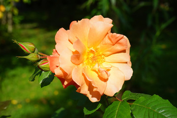 Obraz premium Flower lush orange rose on a blurred green background.