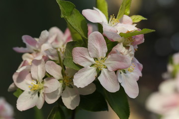 Chinese flowering crab-apple blooming