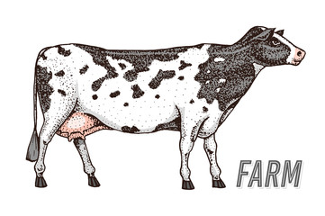 Farm cattle bull or cow. natural milk and meat. Different breeds of Farm domestic animal. Engraved hand drawn monochrome sketch. Vintage line art.