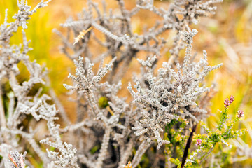View of plants in Calafate, Patagonia, Argentina. Close-up.