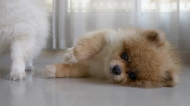 cute pet pomeranian dog animal sleeping day dream in home