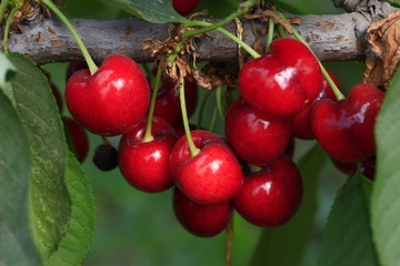 Large cherry