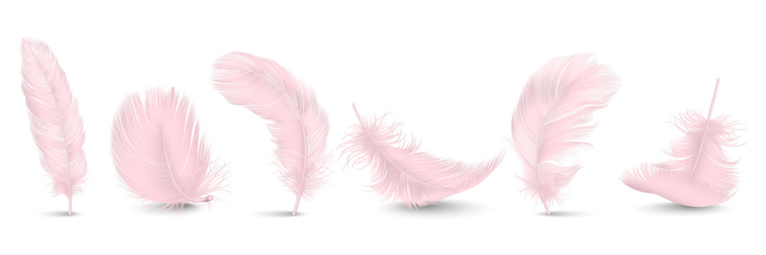 Feather Transparent Background photos, royalty-free images, graphics,  vectors & videos | Adobe Stock