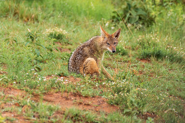 black-backed jackal in Welgevonden Game Reserve