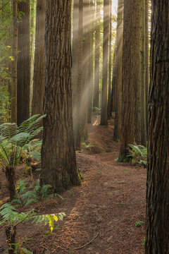 California Redwoods