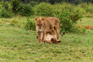 Lions playing in Welgevonden Game Reserve