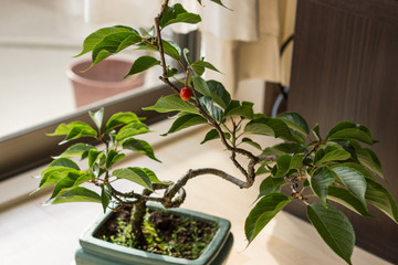 Cherry bonsai tree in a pot