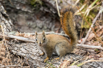 Wild red squirrel in Voyageurs National Park (Minnesota).