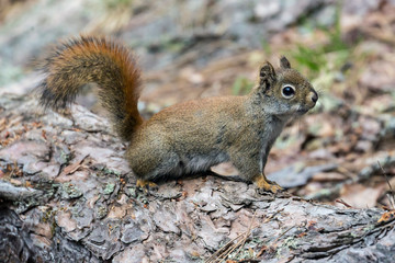 Wild red squirrel in Voyageurs National Park (Minnesota).