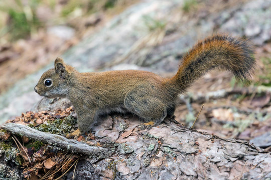 Wild red squirrel in Voyageurs National Park (Minnesota).