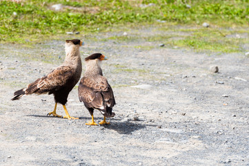 Two eagles on the road, Perito Moreno Glacier, Patagonia, Argentina. With selective focus.