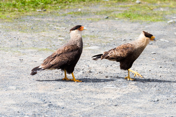 Two eagles on the road, Perito Moreno Glacier, Patagonia, Argentina. With selective focus.