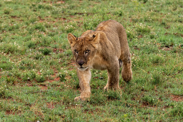 Lion in Welgevonden Game Reserve