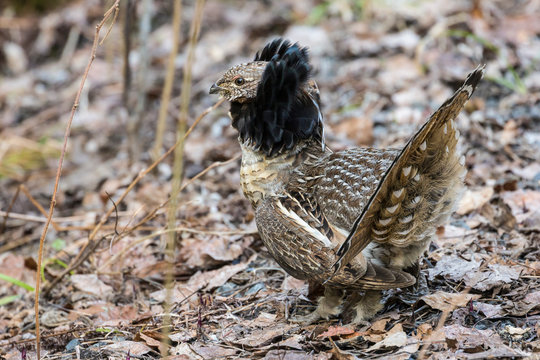 A ruffled grouse in Voyageurs National Park (Minnesota).