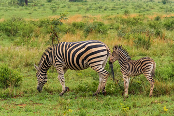 Fototapeta na wymiar Zebra in Welgevonden Game Reserve