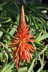 Aloe arborescens flowers