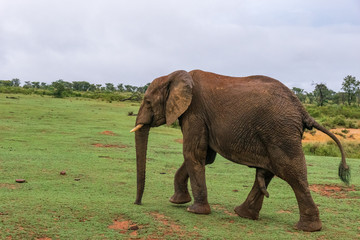 Fototapeta na wymiar Elephant in Welgevonden Game Reserve