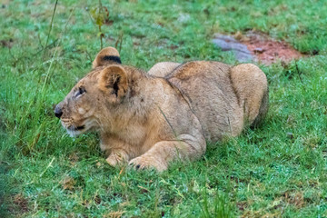 Lion in Welgevonden Game Reserve
