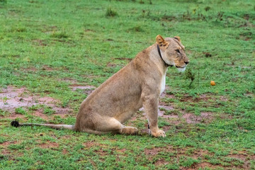 Lion in Welgevonden Game Reserve