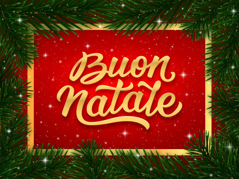 Buon Natale italian Merry Christmas calligraphy text on blue background with border of fir tree branches. Vector greeting card design